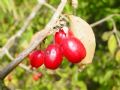 Cornus mas